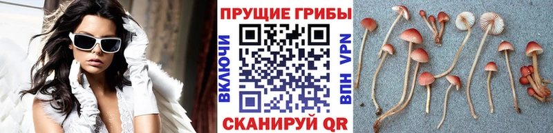 Галлюциногенные грибы Psilocybine cubensis  KRAKEN ONION  Ухта 